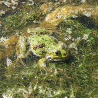 Marsh Frog